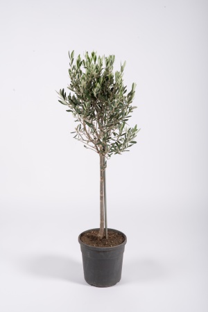 Olea Europea Tige 100cm x D22