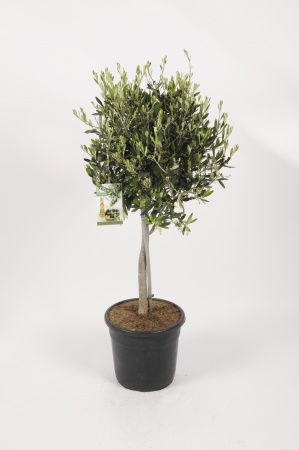 Olea Europea Tige 115cm x D26