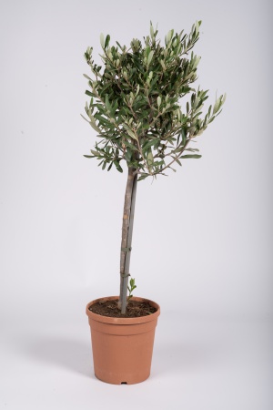 Olea Europea Tige 75cm x D18