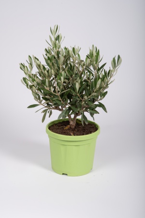 Olea Europea Touffe 40cm x D18