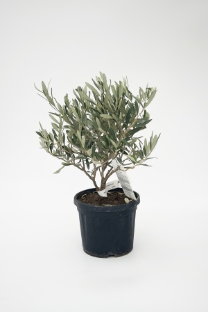 Olea Europea Touffe 40cm x D18