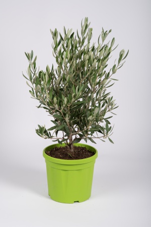 Olea Europea Touffe 45cm x D20