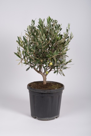 Olea Europea Touffe 65cm x D24