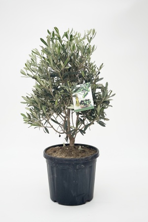 Olea Europea Touffe 65cm x D24