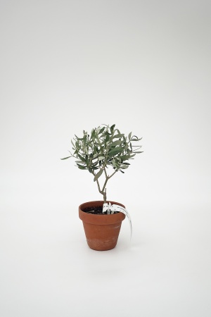 Olea Europea Touffe C.P. Terracotta H20/30cm x D12