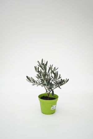 Olea Europea Touffe H20/30cm x D12