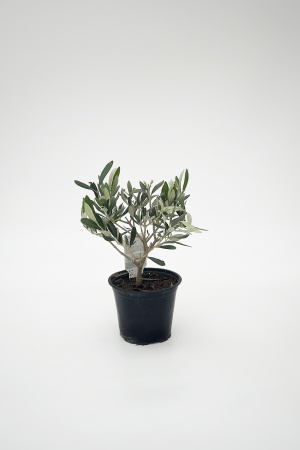 Olea Europea Touffe H25/35cm x D14