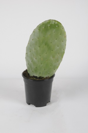 Opuntia 45cm x D17