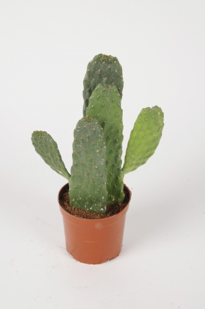 Opuntia Consolea Rubescens 30cm x D13