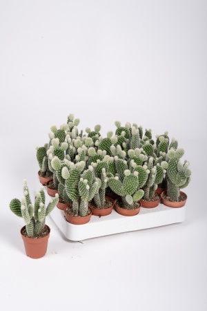 Opuntia Microdasys Albispina 16cm x D5,5