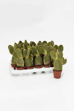 Opuntia Microdasys Albispina 16cm x D6,5