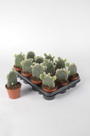 Opuntia Microdasys Albispina 20cm x D8,5