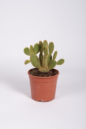 Opuntia Microdasys Albispina 33cm x D17