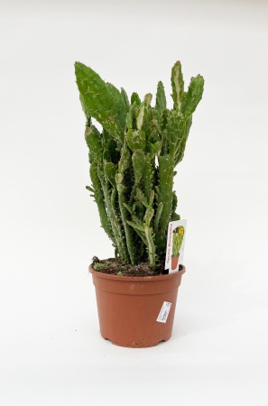 Opuntia Mostruosa 55cm x D13