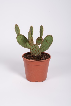 Opuntia Rufida 35cm x D17