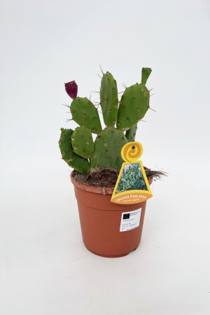 Opuntia Vulgaris 45cm x D17