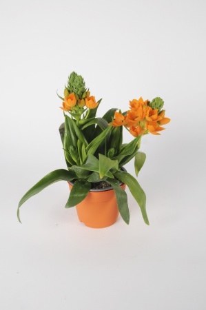 Ornithogalum Bubium 30cm x D14