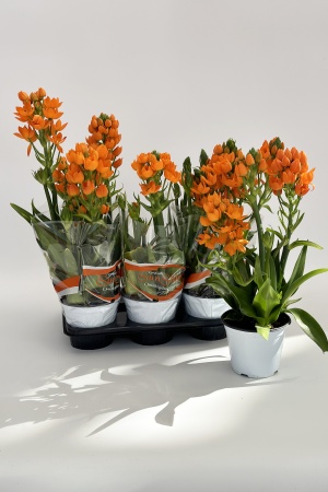 Ornithogalum Bubium 30cm x D14