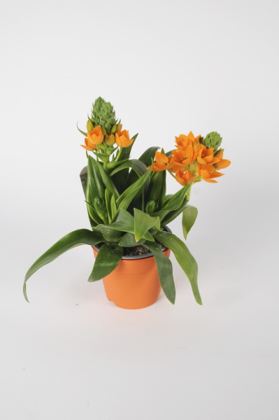 Ornithogalum Bubium 35cm x D12