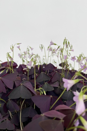 Oxalis Triangulaire Pourpre 15CM x D11