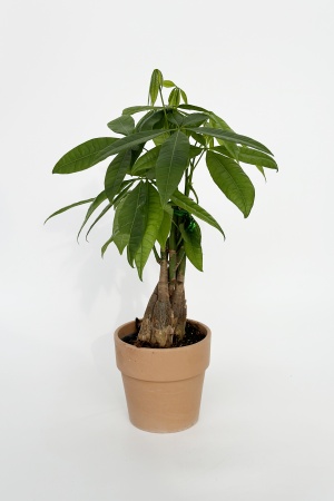 Pachira Aquatica 50cm x D12