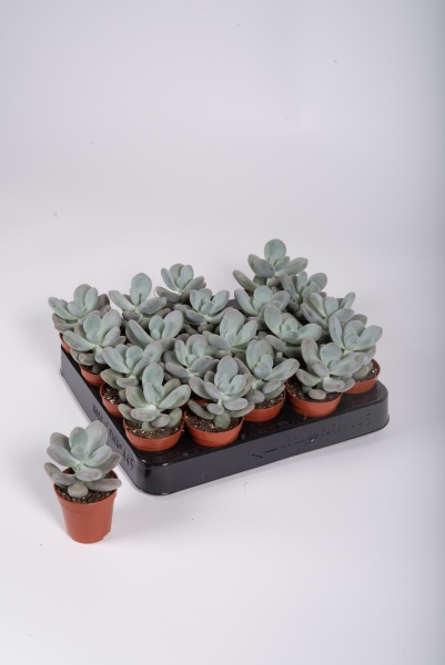 Pachyphytum Bracteosum 9cm x D5,5