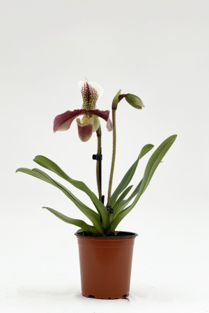 Paphiopedilum 2 Tiges 35cm x D12