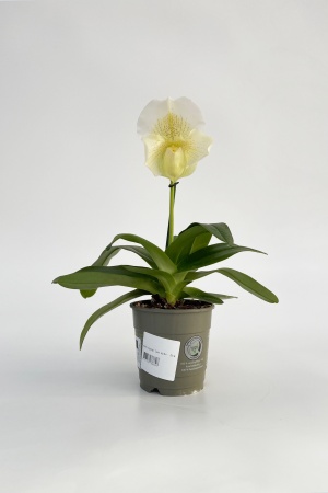 Paphiopedilum 30cm x D12