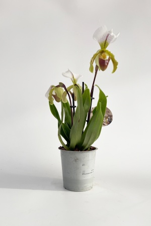 Paphiopedilum 35cm x D12