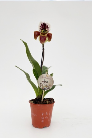 Paphiopedilum 50cm x D12