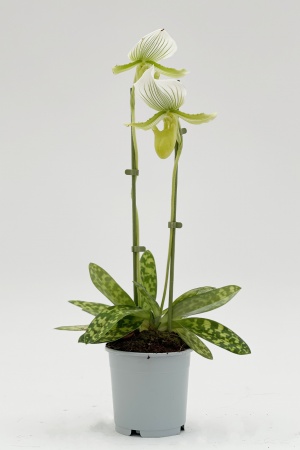 Paphiopedilum Maudiae 40cm x D12