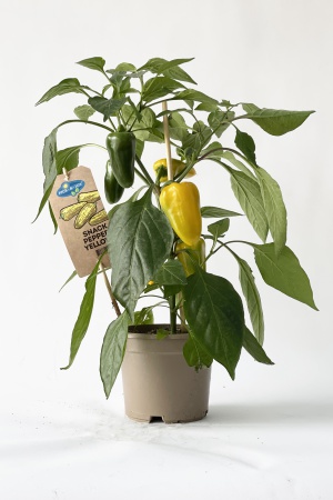 Paprika 40cm x D14