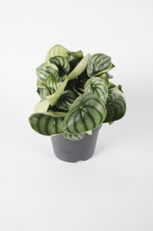 Peperomia Argyreia 30cm x D17