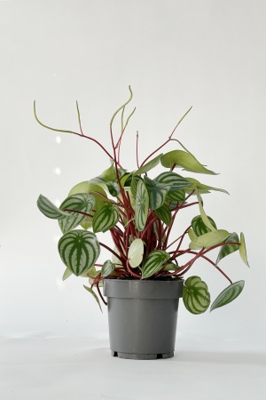 Peperomia Argyreia 35cm x D14