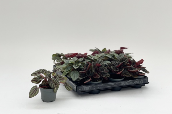 Peperomia Caperata 15cm x D6