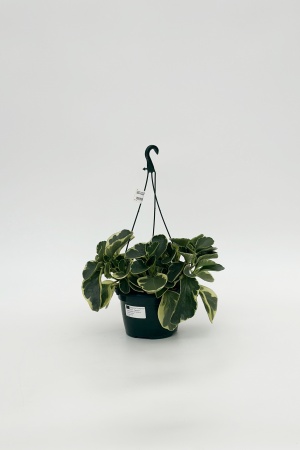 Peperomia Obtusifolia Suspension 40cm x D15