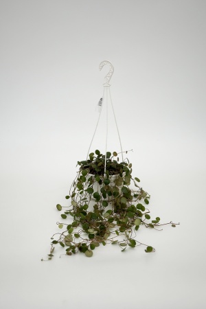 Peperomia Pepperspot Suspension 45cm x D14