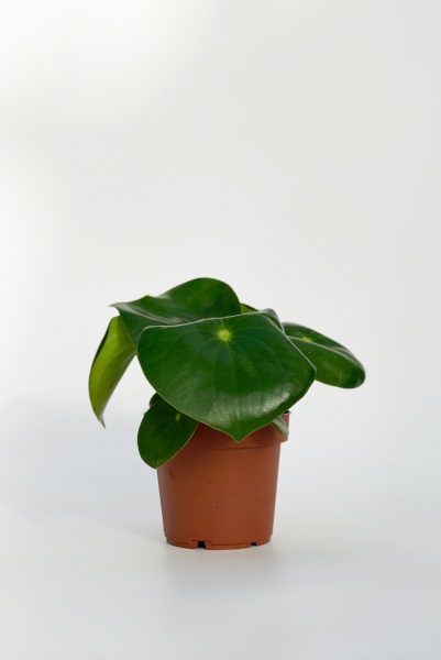 Peperomia Polybotrya Raindrop H30cm x D12