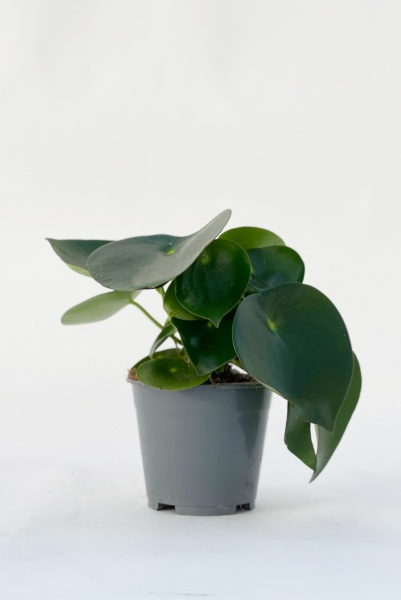 Peperomia Polybotrya Raindrop H30cm x D14