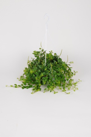 Pépéromia Rotundifolia Suspension 40cm x D14