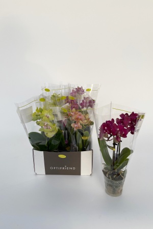 Phalaeno Multifloraison 26cm x D7