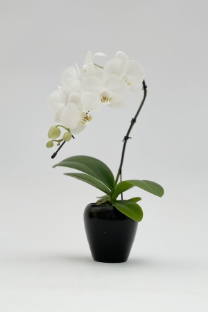 Phalaeno Swan Cache Pot 26cm x D7