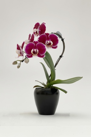 Phalaeno Swan Cache Pot 26cm x D7