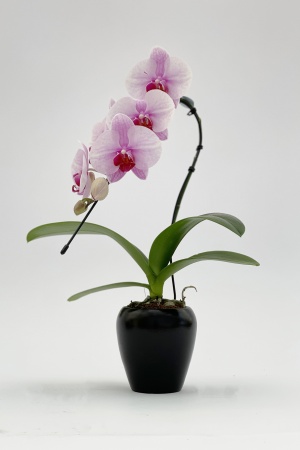 Phalaeno Swan Cache Pot 26cm x D7