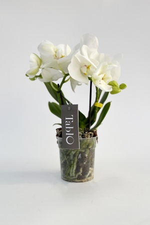 Phalaenopsis  White World 40cm x D12