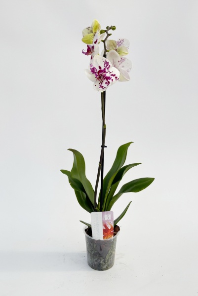 Phalaenopsis 1 Tige 5 toiles 75cm x D12