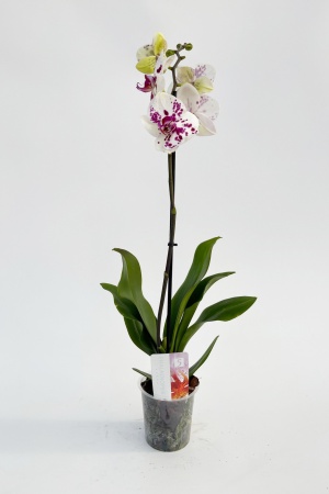 Phalaenopsis 1 Tige 5 Étoiles 75cm x D12