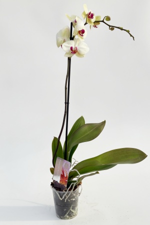 Phalaenopsis 1 Tige 5 Étoiles 75cm x D12