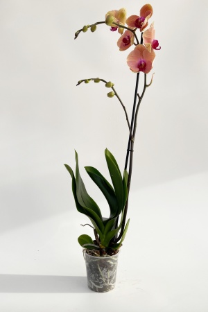 Phalaenopsis 1 Tige 5 Étoiles 75cm x D12