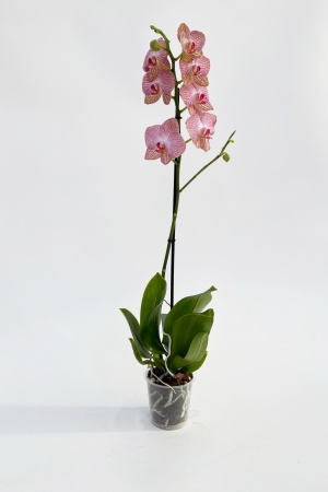 Phalaenopsis 1 Tige 5 Étoiles 75cm x D12